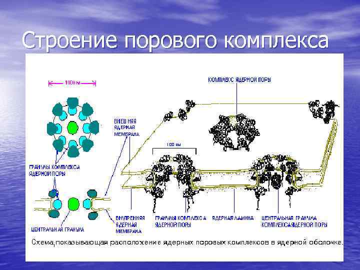 Строение порового комплекса 