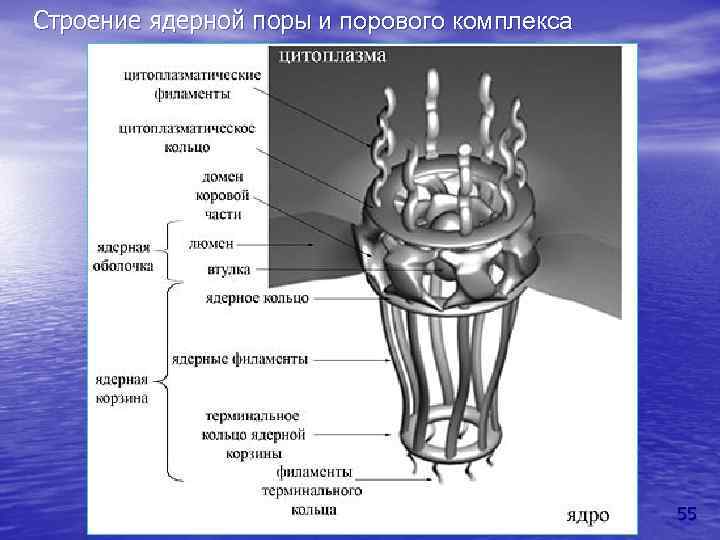 Строение ядерной поры и порового комплекса 55 