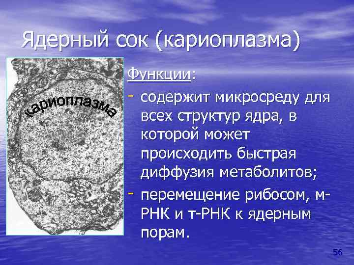 Что такое кариоплазма