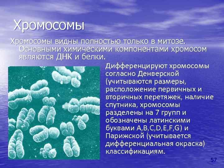 Хромосомы видны полностью только в митозе. Основными химическими компонентами хромосом являются ДНК и белки.