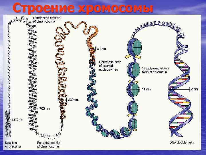 Строение хромосомы 
