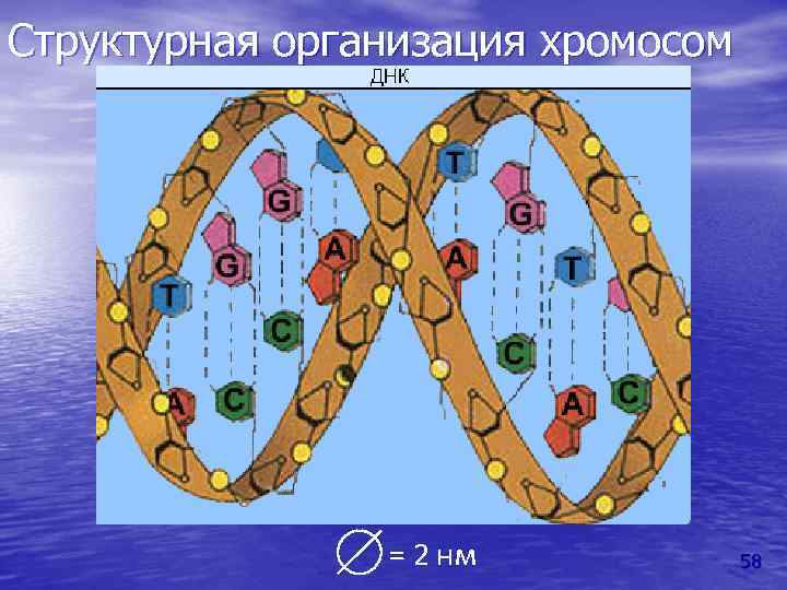 Структурная организация хромосом = 2 нм 58 