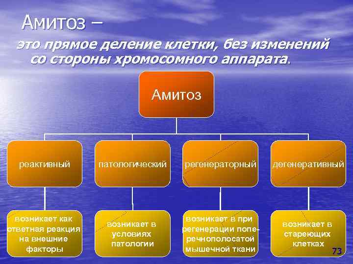 Амитоз – это прямое деление клетки, без изменений со стороны хромосомного аппарата. Амитоз реактивный