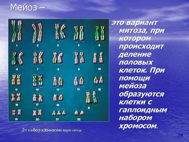 Мейоз – 2 n набор хромосом мужчины это вариант митоза, при котором происходит деление