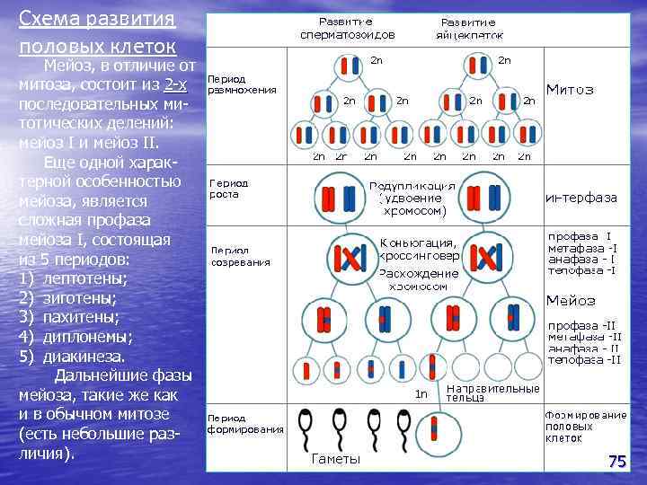 Схема развития половых клеток Мейоз, в отличие от митоза, состоит из 2 -х последовательных