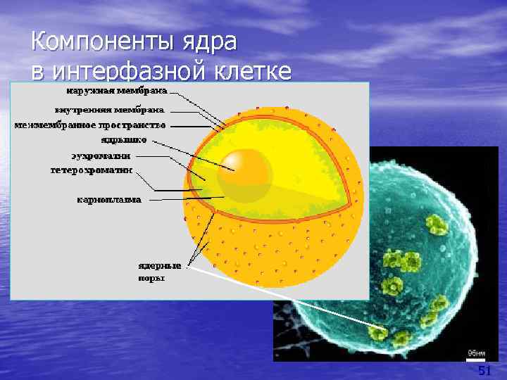 Компоненты ядра клетки