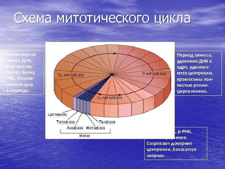 Схема митотического цикла Активируется синтез ДНК. Рост клеток, синтез белка, РНК, белковактиваторов S-периода. Период