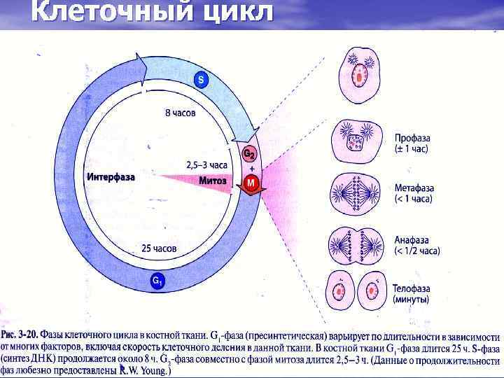 Жизненный цикл клетки кратко. Продолжительность клеточного цикла. Схема клеточного цикла митоза. Клеточный цикл цитология. Жизненный цикл клетки цитологии.
