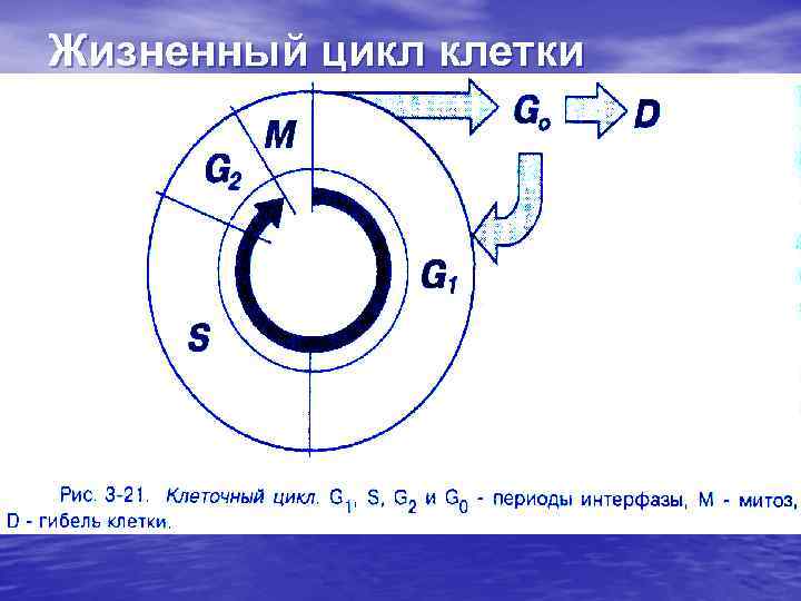 Единица ткани