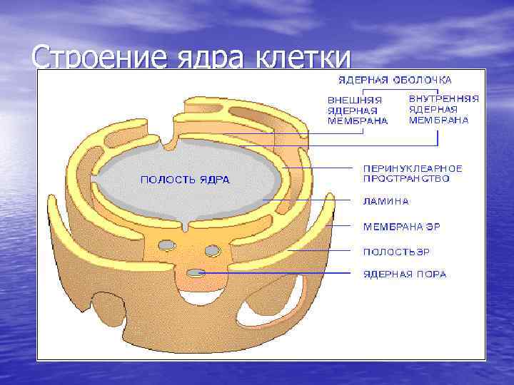 Строение ядра клетки 