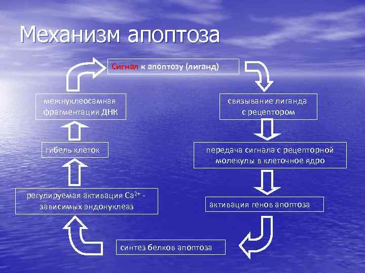 Нарисуйте схему гибели клеток мишеней по механизму апоптоза