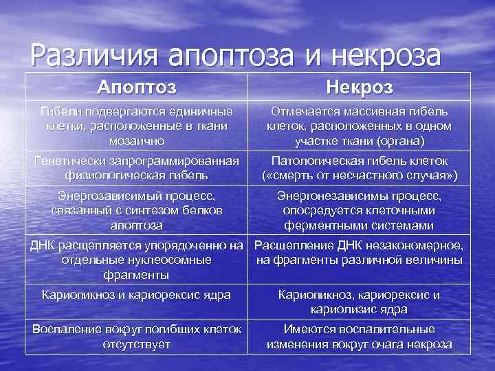 Различия апоптоза и некроза Апоптоз Некроз Гибели подвергаются единичные клетки, расположенные в ткани мозаично