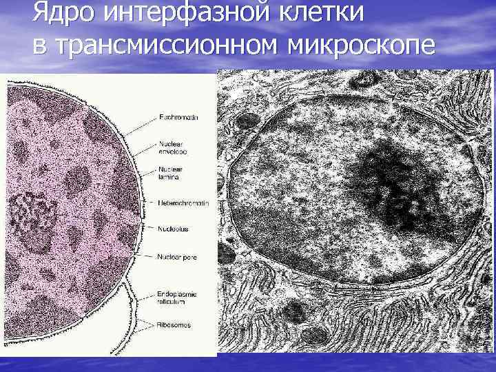 Компоненты ядра клетки