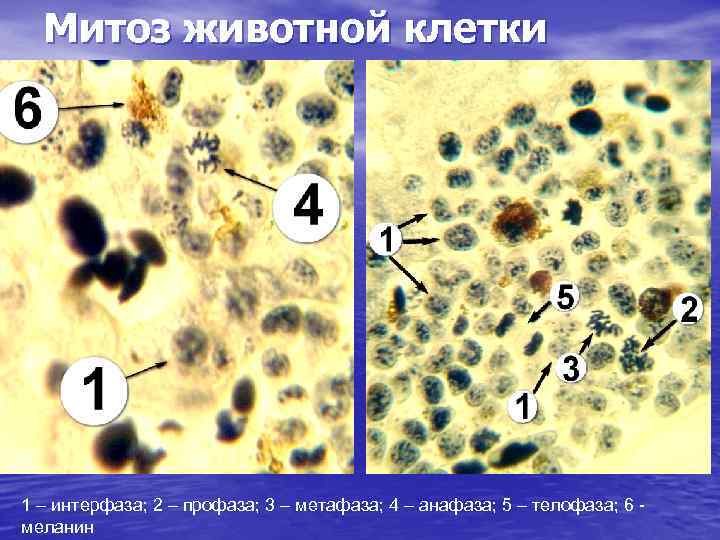 Митоз животной клетки 1 – интерфаза; 2 – профаза; 3 – метафаза; 4 –