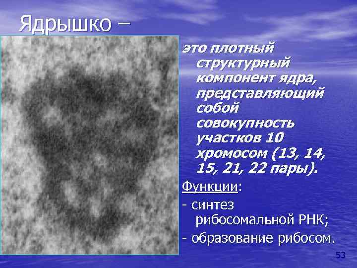 Ядрышко – это плотный структурный компонент ядра, представляющий собой совокупность участков 10 хромосом (13,