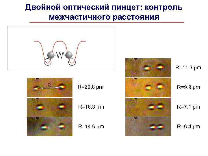 Двойной оптический пинцет: контроль межчастичного расстояния R=11. 3 μm R=20. 8 μm R=9. 9