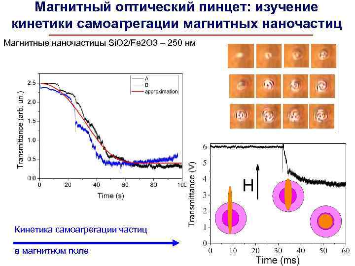 Магнитный оптический пинцет: изучение кинетики самоагрегации магнитных наночастиц Магнитные наночастицы Si. O 2/Fe 2
