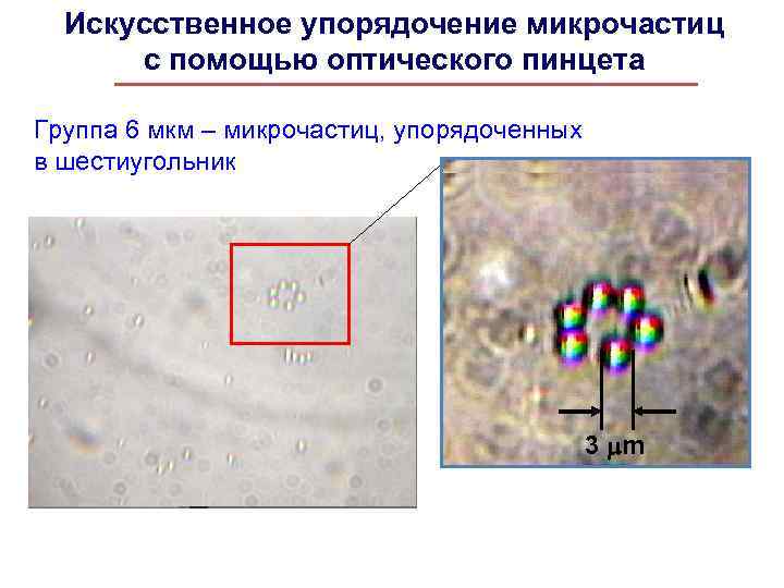 Искусственное упорядочение микрочастиц с помощью оптического пинцета Группа 6 мкм – микрочастиц, упорядоченных в