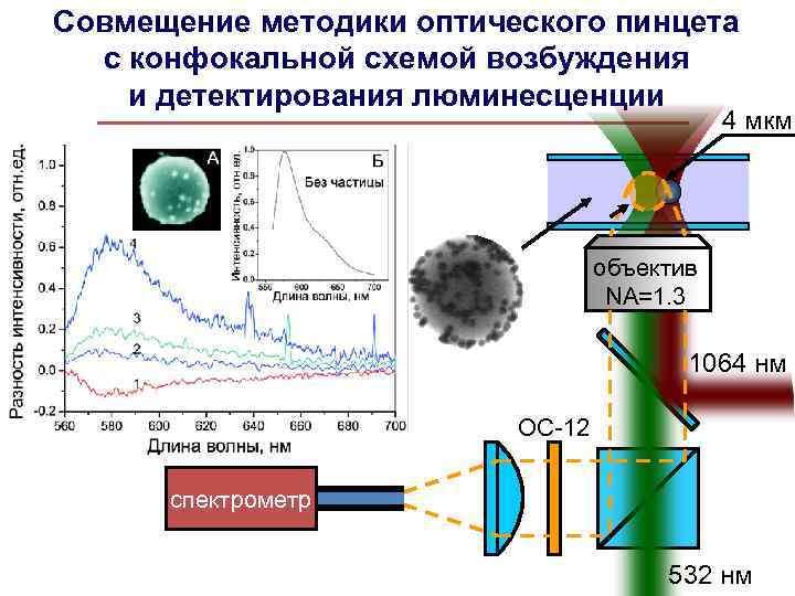 Совмещение методики оптического пинцета с конфокальной схемой возбуждения и детектирования люминесценции 4 мкм объектив