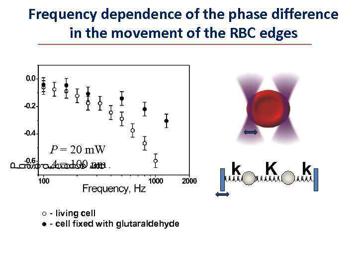 Frequency dependence of the phase difference in the movement of the RBC edges P