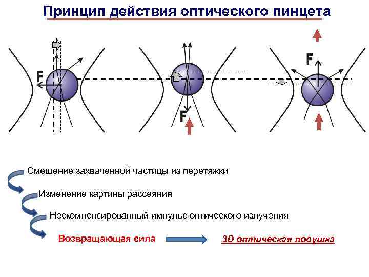 Принцип действия оптического пинцета Схема оптических возвращающих сил P 1 Смещение захваченной частицы из