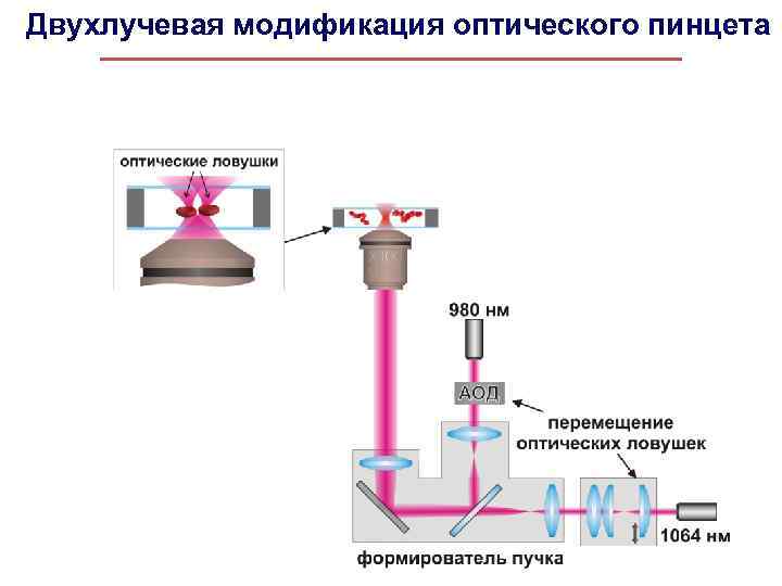 Двухлучевая модификация оптического пинцета 