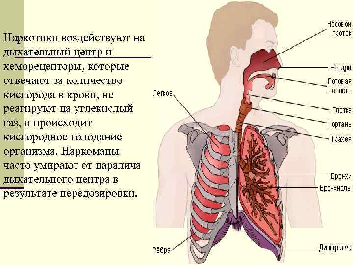 Наркотики воздействуют на дыхательный центр и хеморецепторы, которые отвечают за количество кислорода в крови,