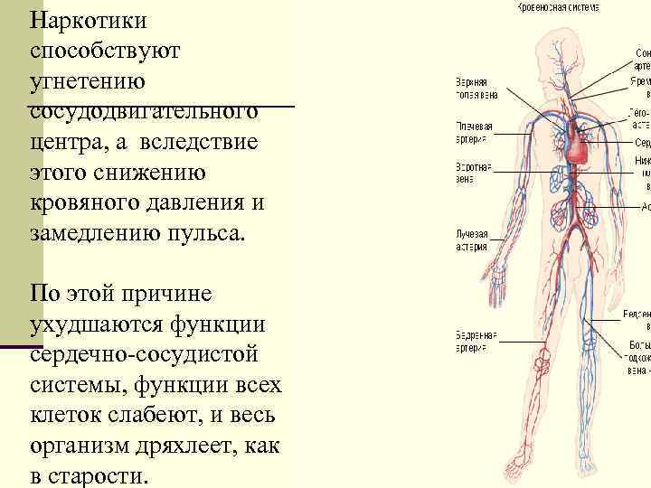 Наркотики способствуют угнетению сосудодвигательного центра, а вследствие этого снижению кровяного давления и замедлению пульса.