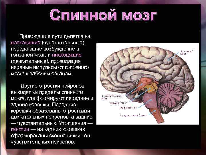 Спинной мозг Проводящие пути делятся на восходящие (чувствительные), передающие возбуждение в головной мозг, и