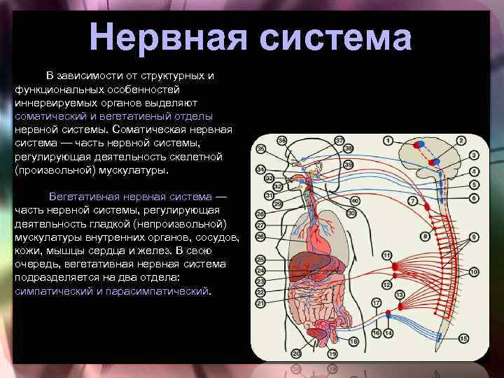 Иннервируемые органы соматической нервной системы. Часть нервной системы регулирующую деятельность внутренних органов. Соматический отдел нервной системы человека. Соматическая нервная система иннервирует. Нервы иннервирующие внутренние органы.