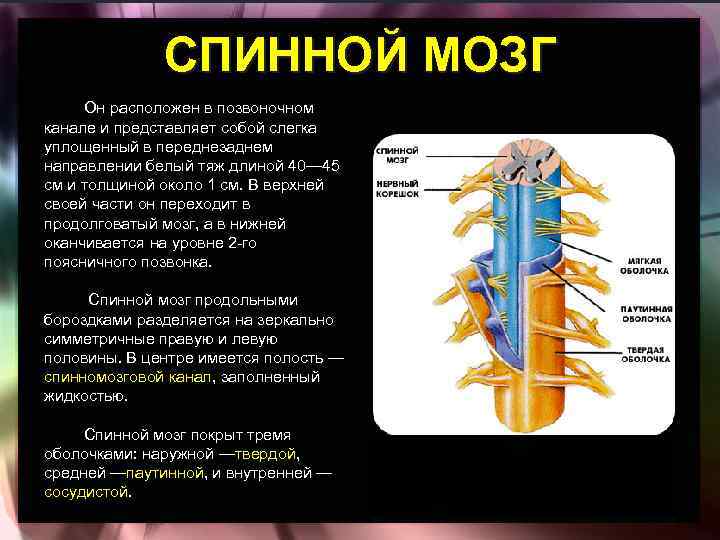 Жидкость в спинном канале. Положение спинного мозга в позвоночном канале. Спиной мозг в позвоночком канале.