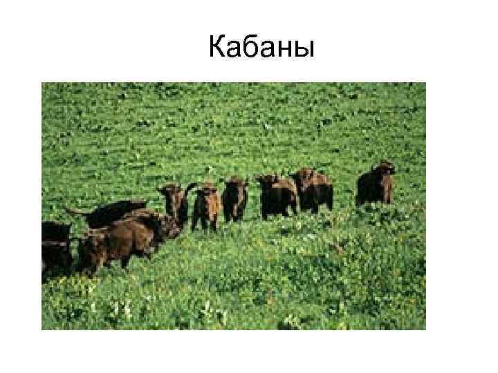 Кабаны 