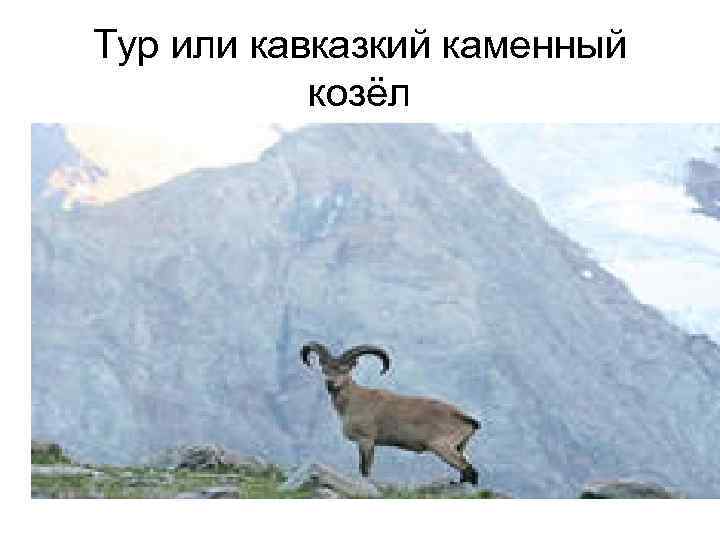 Тур или кавказкий каменный козёл 