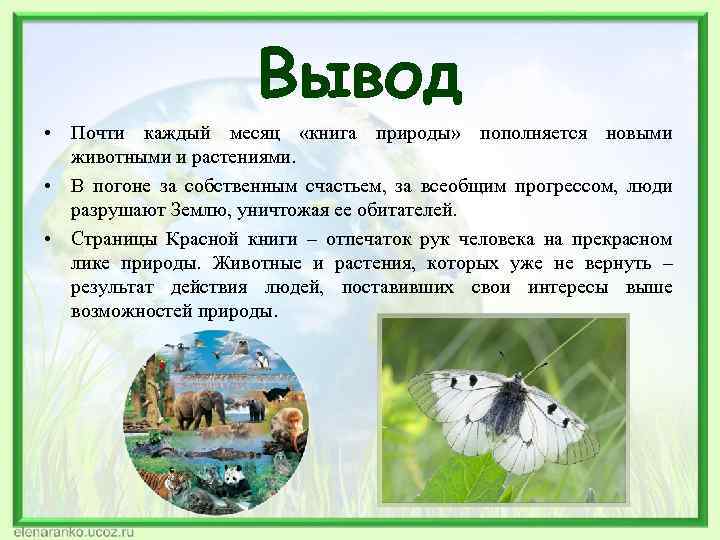 Вывод • Почти каждый месяц «книга природы» пополняется новыми животными и растениями. • В