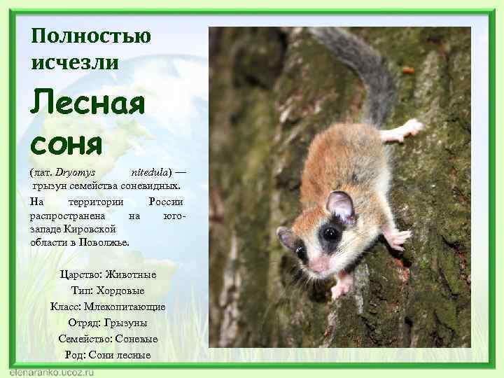 Полностью исчезли Лесная соня (лат. Dryomys nitedula) — грызун семейства соневидных. На территории России