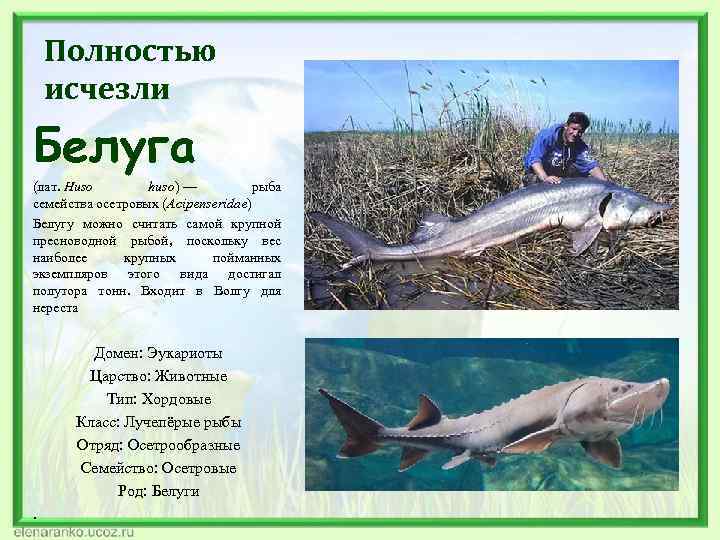 Полностью исчезли Белуга (лат. Huso huso) — рыба семейства осетровых (Acipenseridae) Белугу можно считать