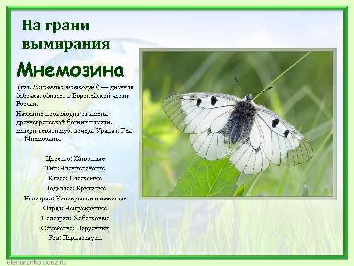 На грани вымирания Мнемозина (лат. Parnassius mnemosyne) — дневная бабочка, обитает в Европейской части