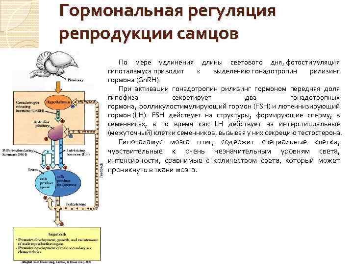 Гормональная регуляция репродукции самцов По мере удлинения длины светового дня, фотостимуляция гипоталамуса приводит к