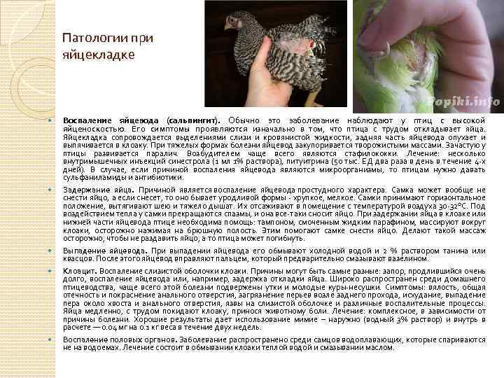 Патологии при яйцекладке Воспаление яйцевода (сальпингит). Обычно это заболевание наблюдают у птиц с высокой