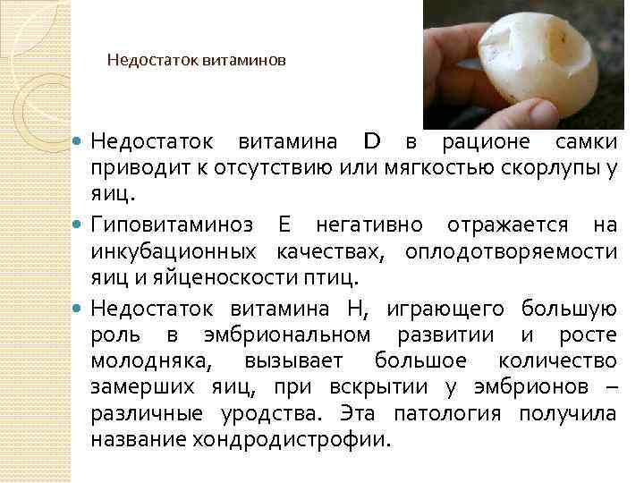 Недостаток витаминов Недостаток витамина D в рационе самки приводит к отсутствию или мягкостью скорлупы