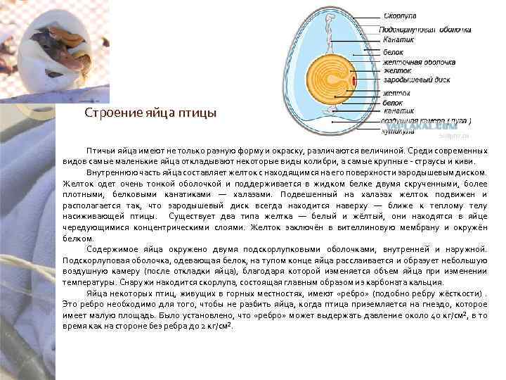 Строение яйца птицы Птичьи яйца имеют не только разную форму и окраску, различаются величиной.