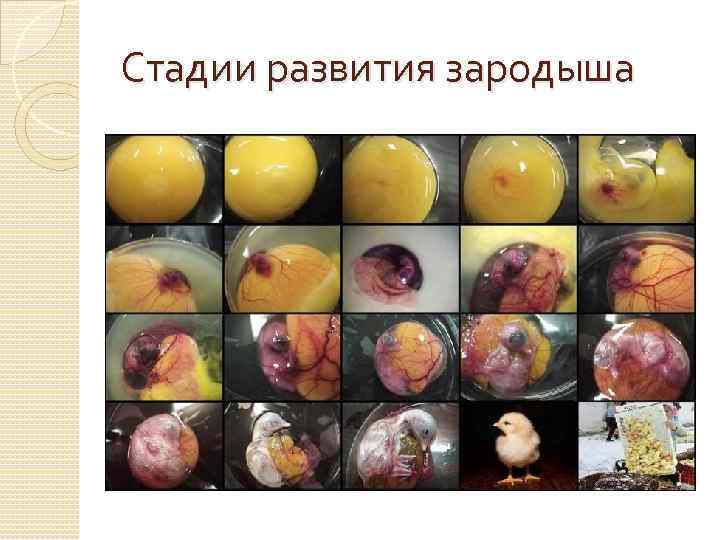 Стадии развития зародыша 