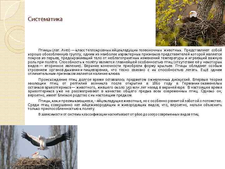 Систематика Птиицы (лат. Aves) — класс теплокровных яйцекладущих позвоночных животных. Представляют собой хорошо обособленную