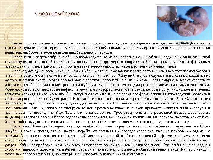 Смерть эмбриона Бывает, что из оплодотворенных яиц не вылупляются птенцы, то есть эмбрионы, находящиеся