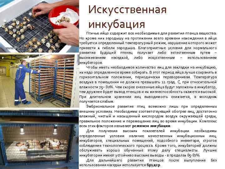 Искусственная инкубация Птичье яйцо содержит все необходимые для развития птенца вещества. Но кроме них