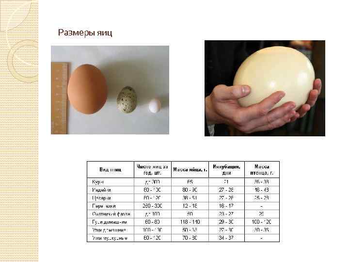 Размеры яиц 