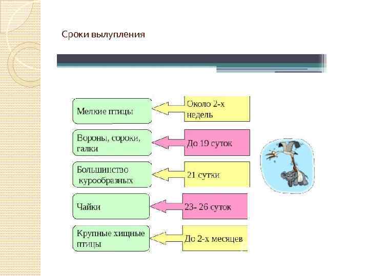 Сроки вылупления 
