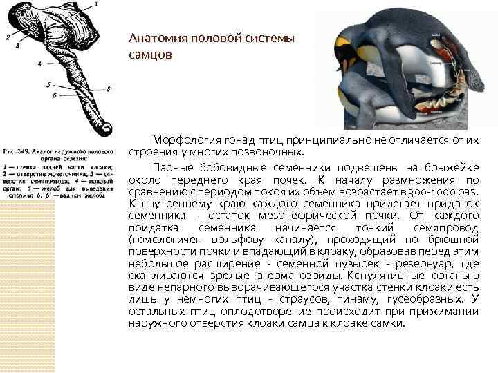 Анатомия половой системы самцов Морфология гонад птиц принципиально не отличается от их строения у