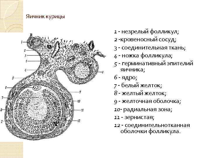 Яичник курицы 1 - незрелый фолликул; 2 -кровеносный сосуд; 3 - соединительная ткань; 4