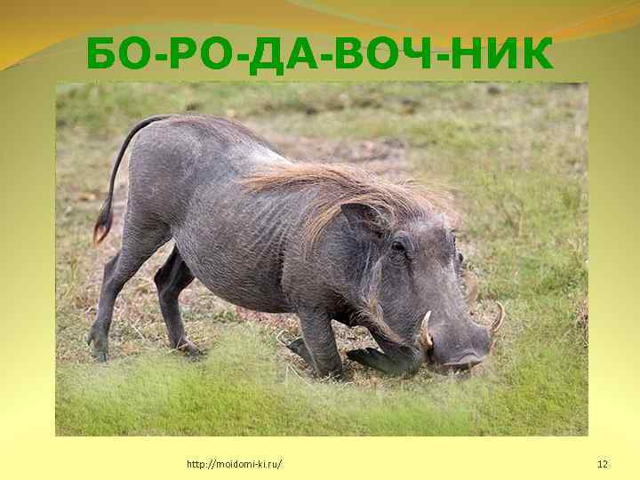 БО-РО-ДА-ВОЧ-НИК http: //moidomi-ki. ru/ 12 